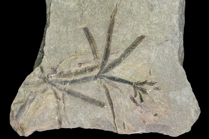 Pennsylvanian Fossil Horsetail (Annularia) - Kentucky #112900